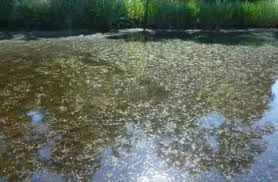 Image result for Hydrostachys lukungensis