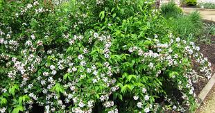 Image result for Albertisia exelliana