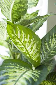 Dieffenbachia House Plants Plants Inside Plants