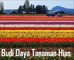 Sehingga lingkungan tersebut menjadi nyaman dan enak dipandang oleh mata seperti manfaat budidaya tanaman secara umum. Prakarya Dan Kewirausahaan Budi Daya Tanaman Hias Pengertian Jenis Dan Peluang Usaha Ayok Belajar