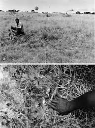 Image result for Anisophyllea quangensis