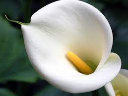 L'ambiente dove di solito i cambiamenti arrivano più eleganti in bianco, sfiziosi in rosa e pura energia in colorato, i fiori nel vostro living saranno un vero dettaglio di bon ton e accoglieranno voi e i vostri. Calle Coltivazione