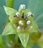 Image result for Berchemia zeyheri