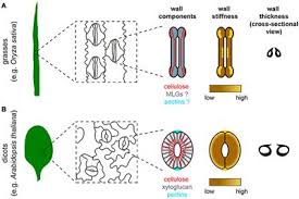 Maybe you would like to learn more about one of these? Frontiers Balancing Strength And Flexibility How The Synthesis Organization And Modification Of Guard Cell Walls Govern Stomatal Development And Dynamics Plant Science