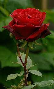 Arreglo pequeño elaborado en 5 rosas rojas, canción de la india, rusgo, estrellas de blén, globo peq. Pin De Cocchi En Rosas Flores Bonitas Flores Inusuales Flores Exoticas