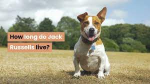 How Long Do Jack Russells Live Youtube