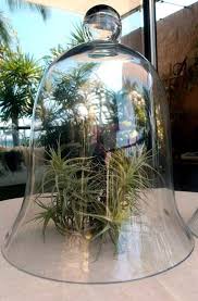 Extra Large Glass Bell Jar Thick Glass 16 Glass Cloche Glass Bell Jar Save On Crafts