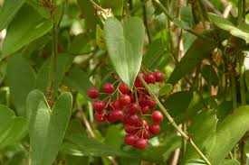 Image result for Smilax