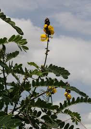 Image result for Senna didymobotrya