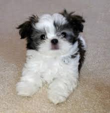 Look here to find a mi ki breeder close to youflorida who may have puppies for sale or a male dog available for stud service. Mi Ki Breed Facts Belle Amie Mi Kis