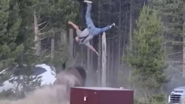 Bison rams elderly man in Yellowstone, flinging him into the sky