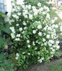 Sweet Mock Orange At Brighter Blooms Nursery Mock Orange Shrub Mock Orange Garden Shrubs