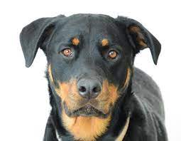 Rottweiler Lab Mix Breed Guide A Love Of Rottweilers