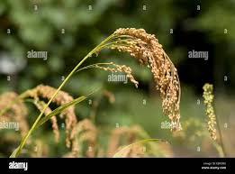 Image result for Panicum miliaceum