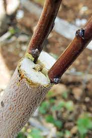 Tree grafting is a procedure where you take a piece of an existing tree (scion) and attach it to a receptive root stock and they form a new tree. Grafting Fruit Trees A Step By Step Picture Tutorial Lady Lee S Home