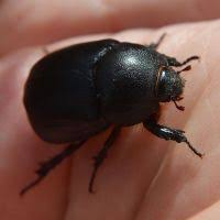 Image result for Pentodon