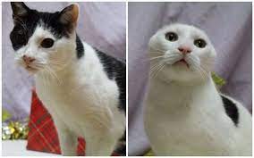 Blind Cat Her Earless Son Are Looking For A Special Forever Home Iheartcats Com Iheartcats Com Cats Cute Cats Kitty