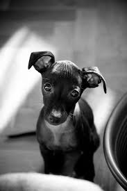 Black And White Italian Greyhound Puppy Sulan The Italian Greyhound Puppy Dog Eyes Puppies Baby Dogs