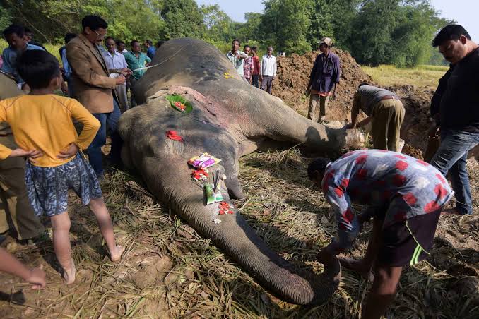 In India, A Nuanced View of How Elephants Make Decisions