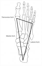 Image result for weight distribution throughout your foot
