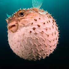 You will have new idea and knowledge about these 10 fabulous animals below which might never you hear it before. What Ocean Creature Begins With The Letter P Quora