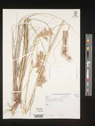 Image result for Cymbopogon pospischilii