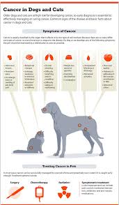 Anorexia, or loss of appetite Pin By Tatiana Montoya Henao On Future Veterinary Practice In 2020 Dog Cancer Canine Cancer Dogs