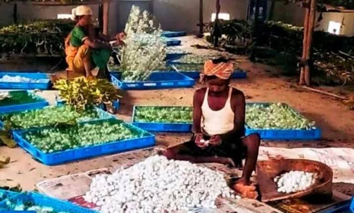 रेशम से बुना जा रहा आत्मनिर्भरता का ताना-बाना: कोसापालन ने बदली वनांचल के ग्रामीणों की तकदीर - bolbharat24.com