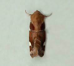 Image result for Cosmia diffinis