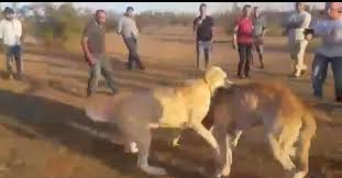 Son Dakika Haberleri Bu Nasil Bir Zevk Kangal Vahseti Haberler Son Dakika Haberleri