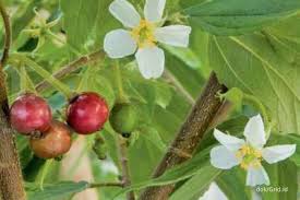 Mengonsumsi rebusan daun sirih merah secara teratur dapat meredakan nyeri otot dan melepaskan kristal asam urat yang ada dalam tubuh. Minum Air Rebusan Daun Kersen Efektif Mengobati Asam Urat