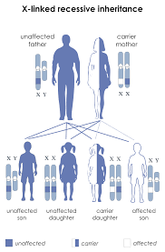 x linked recessive inheritance wikipedia