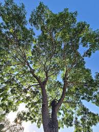 Image result for Khaya