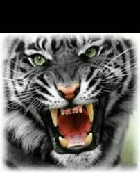 Video tragedi harimau putih (yang katanya) memangs. Salam Macan Putih Posts Facebook