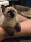 We Are Siamese Kittens So Cute And Adorable | EnjoyingCats