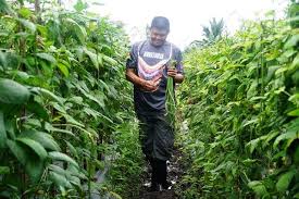 Kacang panjang pada umumnya ditanam di musim hujan, namun bukan berarti kacang panjang tidak cocok untuk ditanam pada musim kemarau, hanya saja biasanya kacang hijau digunakan sebagai alternatif menanam di saat tanaman lain kurang cocok dengan musim hujan seperti cabai dan melon. Binmas Noken Polri Panen Raya Tanaman Kacang Panjang Di Kampung Wonosari Jaya Mimika Papua
