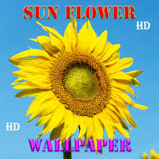 Gambar jaringan bunga matahari download now kelas 08 smp ilmu penge. Bunga Matahari Alami Wallpaper