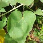 Image result for Abutilon lauraster