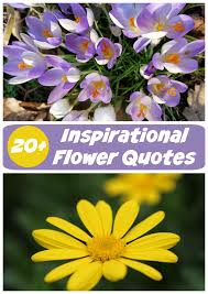 Accept both compliments and criticism. Inspirational Flower Quotes Motivational Sayings With Photos Of Flowers