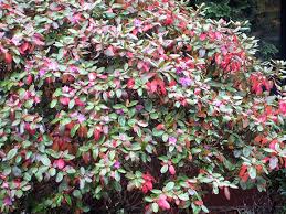 Pjm Rhododendron Fall Foliage Color Landscape Decor Diy Backyard Plants Foliage Plants