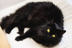 Berikan kami feedback agar membuat kucing hitam putih lebih baik lagi! 8 Fakta Menarik Kucing Hitam Membawa Keberuntungan