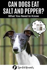 Can Dogs Eat Salt And Pepper What You Need To Know Spoiled Hounds