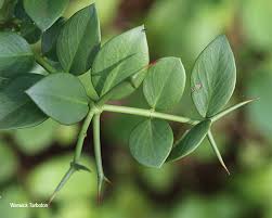 Image result for Carissa bispinosa