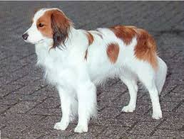 The baroness von hardenbroek von ammerstol saved the kooikerhondje from extinction in 1939. Nederlandse Kooikerhondje Koikerhund Foto 160 Hundund De