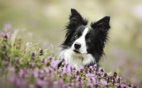 Dog Border Collie Loyal Dog Breeds Collie Border Collie Dog
