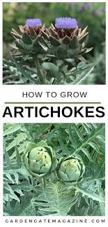 How To Grow Artichokes Growing In The Garden Growing Artichokes Vegetable Garden Tips Gardening For Beginners