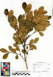 Image result for Haplocoelum inoploeum