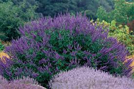 They do thrive in a waterless environment. 10 Drought Tolerant Shrubs Finegardening