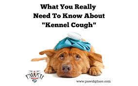 Measurement of protein in the fluid (possible only through intubation, or if your dog is coughing up fluid) can lead to diagnosis also. What You Really Need To Know About Kennel Cough Pawsh Place Vet