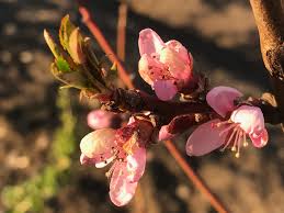 Whether flowering occurs early or late in spring depends on winter's weather and the trees' chill hours requirements. My Lovely Flowering Peach Tree Sara S Kitchen Garden